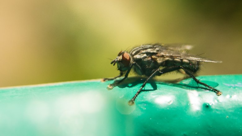 Tsetse fly