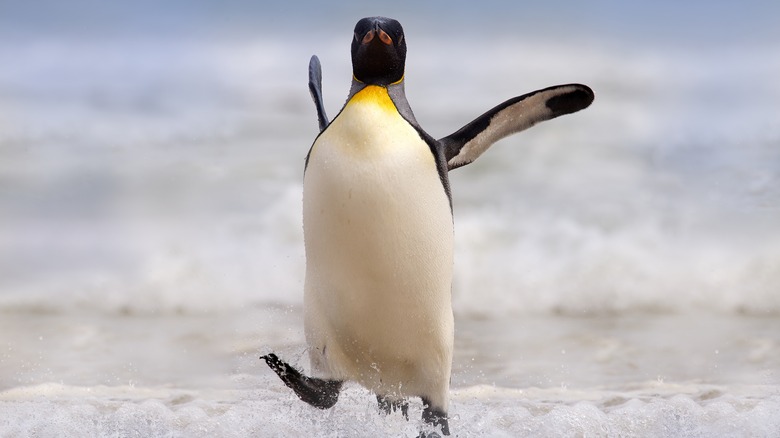 a dancing penguin