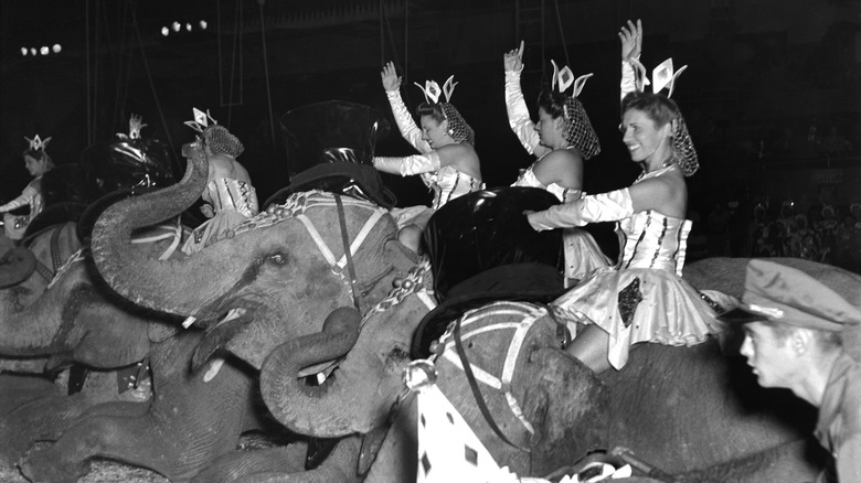 circus performers riding elephants