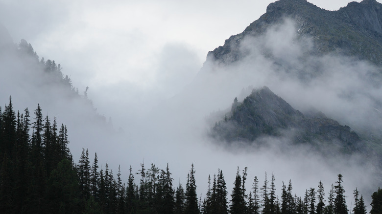 Siberian tiaga in the fog