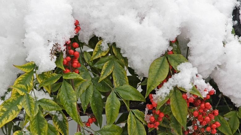 berries in the snow leaves