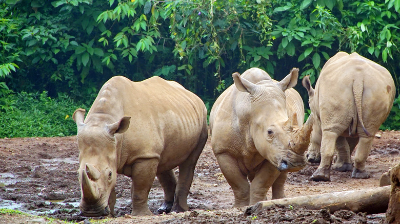 rare Sumatran Rhinos gathered together