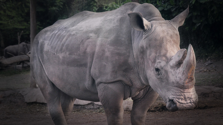 Sumatran rhino close-up