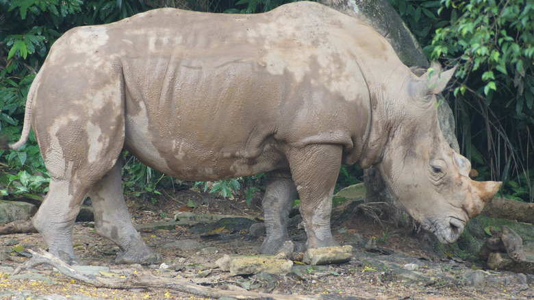 lone Sumatran rhino