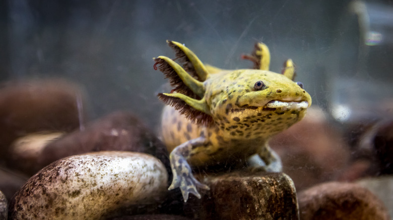 Brown yellow axolotl