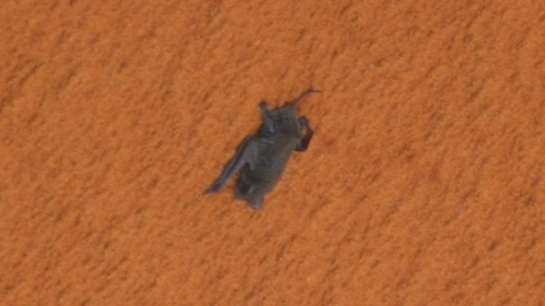 A photograph of a bat clinging to NASA's Space Shuttle Discovery.