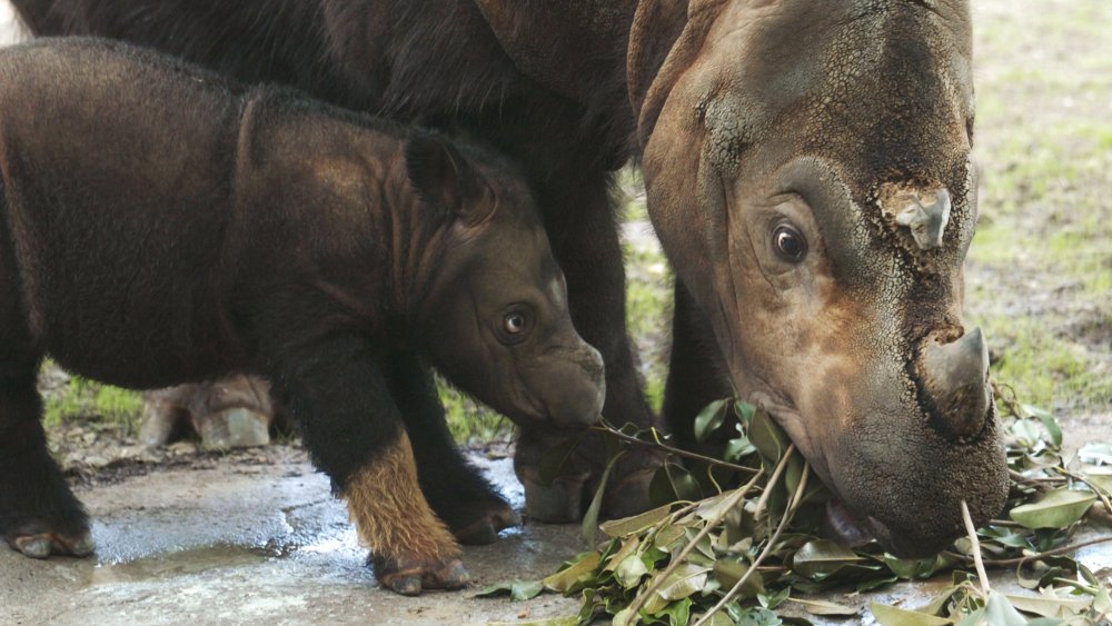 Mommy and baby Sumatran rhinos