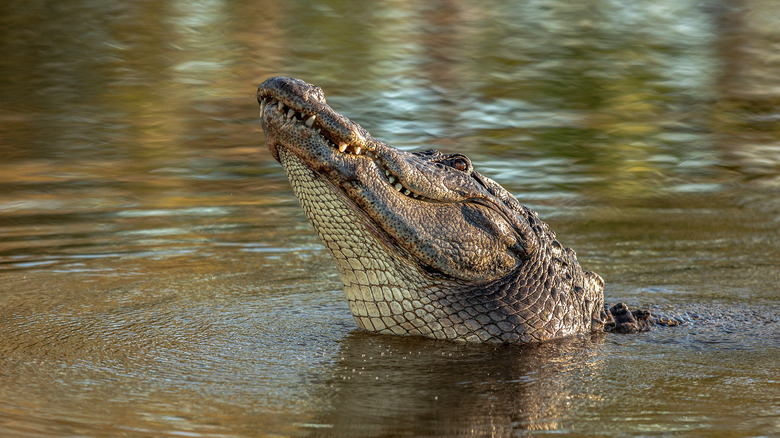 ancient crocodile in the sea