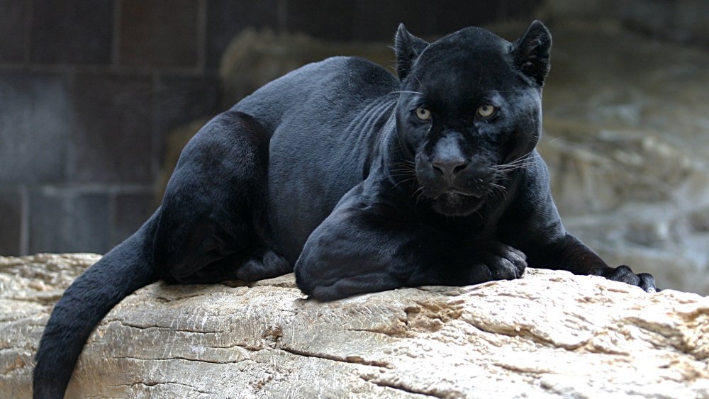 The Scariest Black Cat Legends