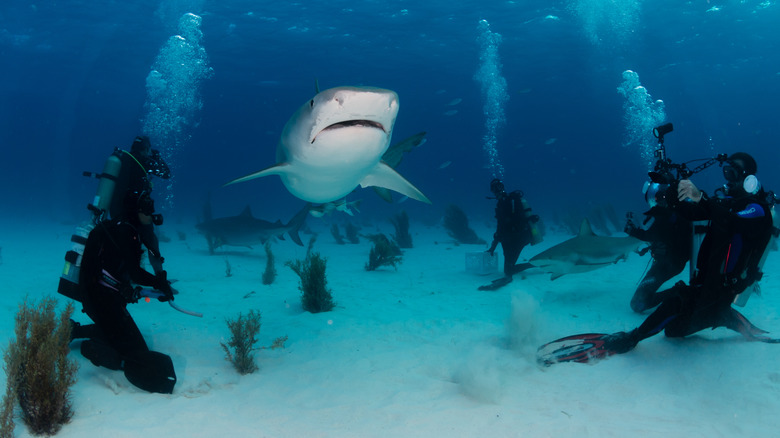 Tourists surround sharks