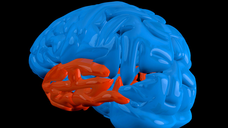 Brain with temporal lobe highlighted