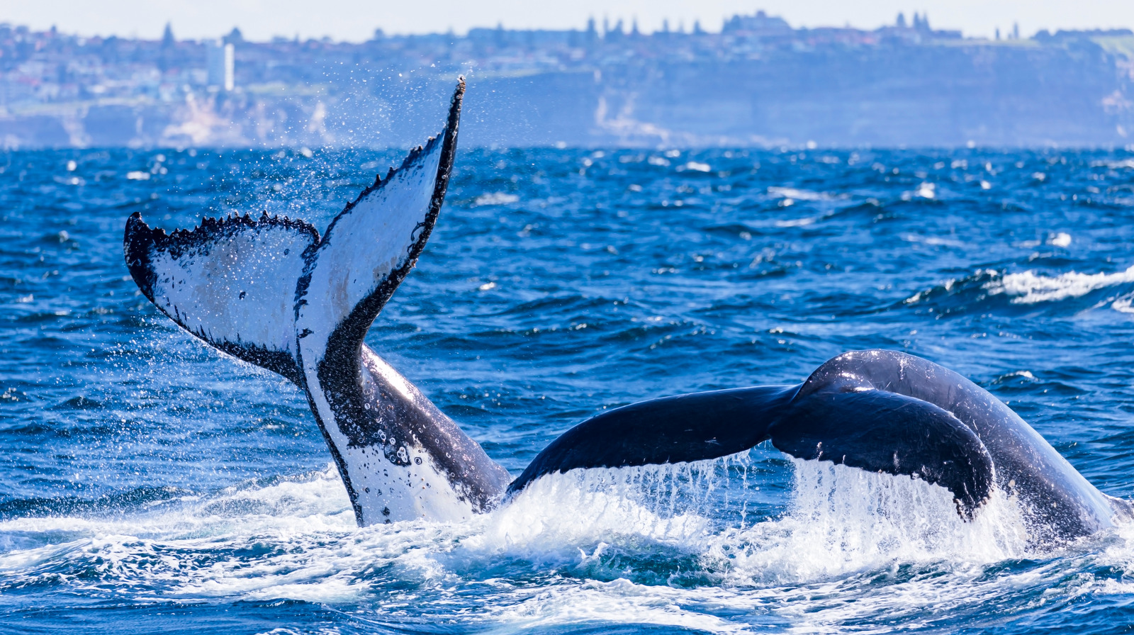 The Science Behind How Whales Can Stay Underwater For So Long