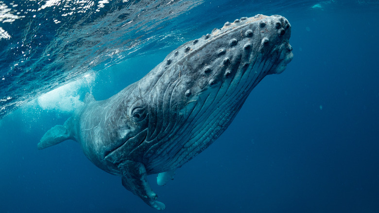 Humpback whale