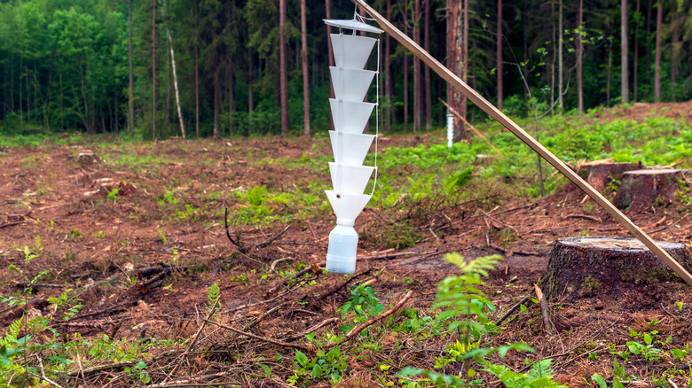 insect traps in the forest