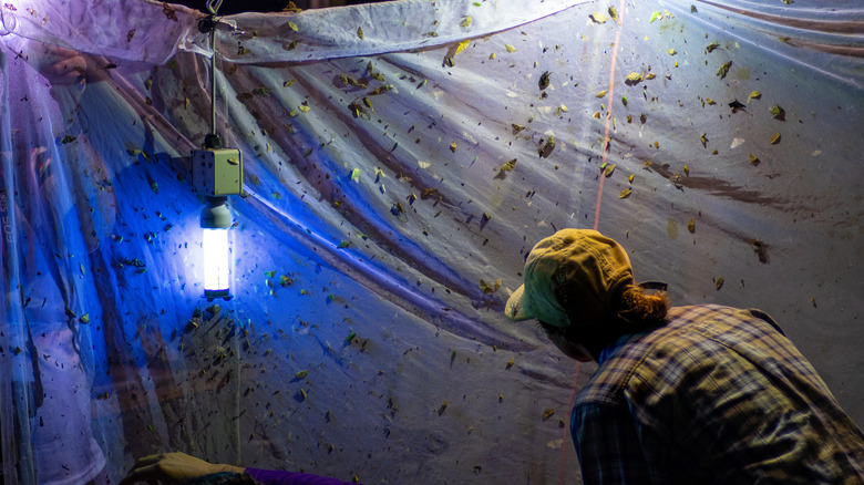 entomologist collecting insects