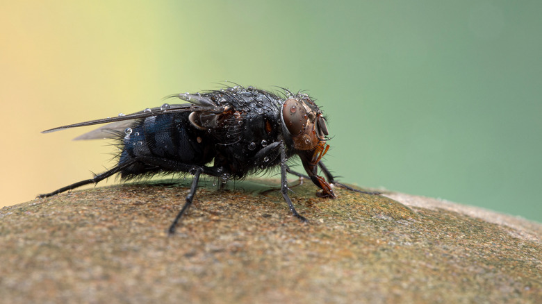 blow fly on a surface
