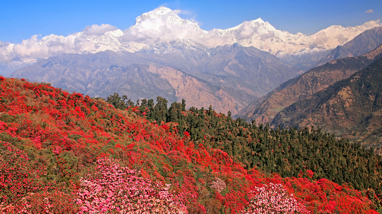 rhododendrons and Nepal mountains