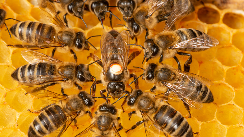 bees in honeycomb