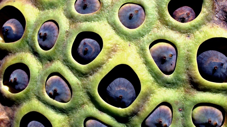 The Science Behind Trypophobia Explained