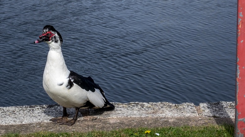 A duck in Devon, U.K.