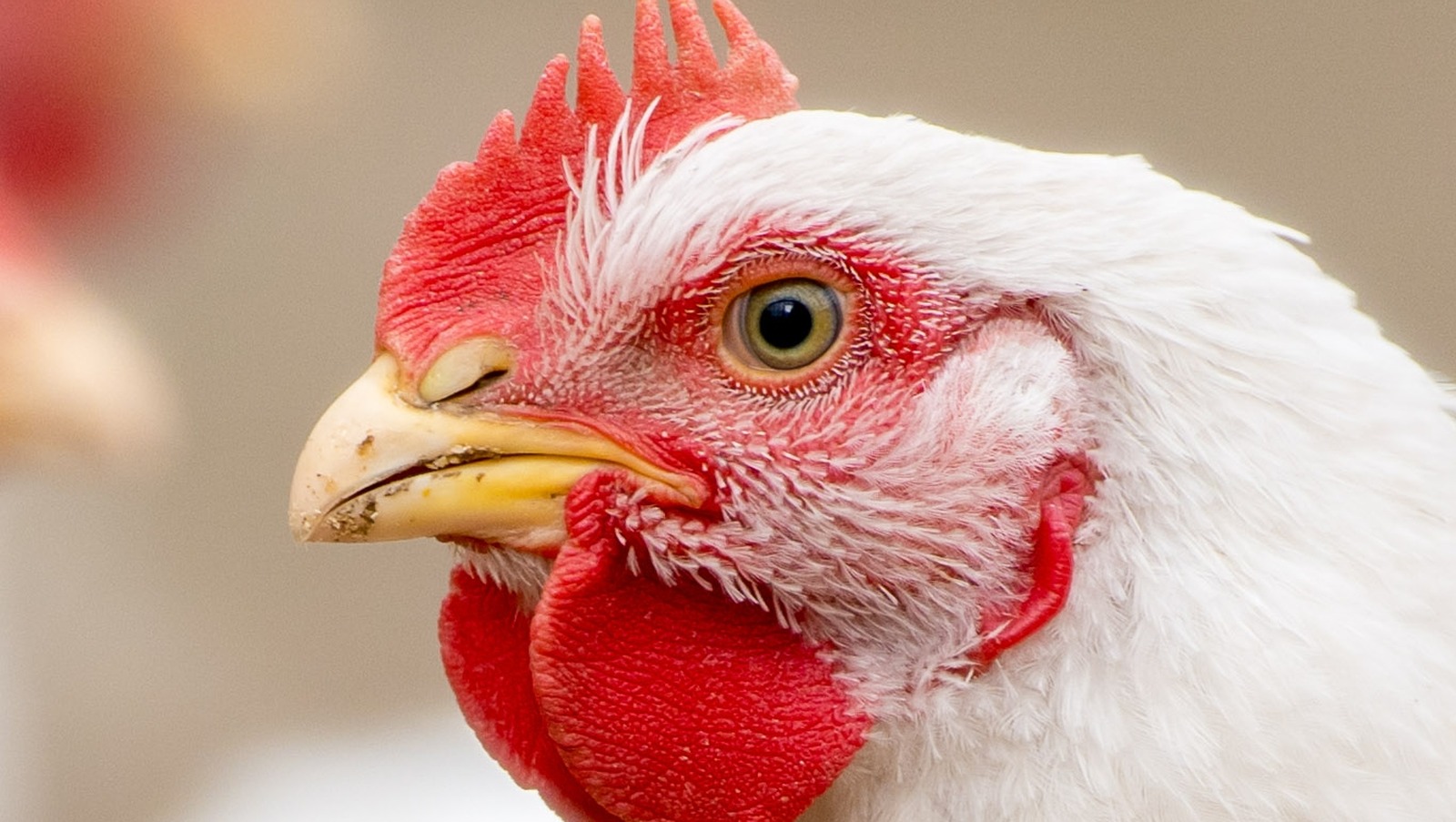 the-science-behind-when-bird-flu-can-infect-humans