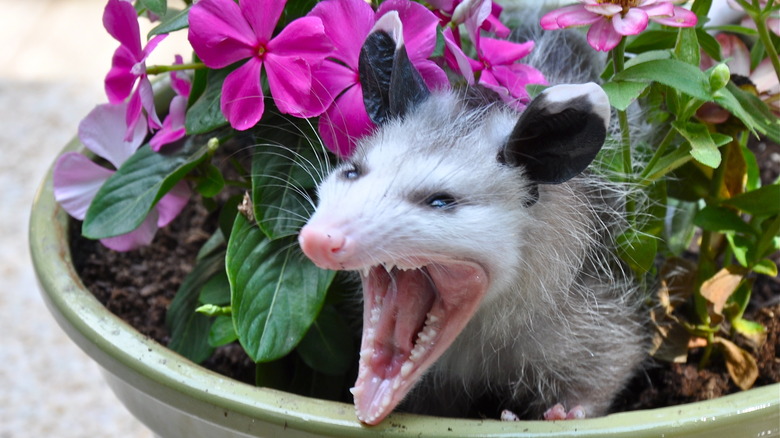 Opossum growling when threatened