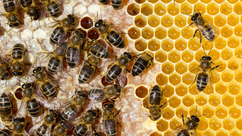 Bees making honey in a hive