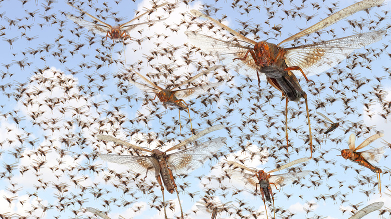 A swarm of migratory locusts