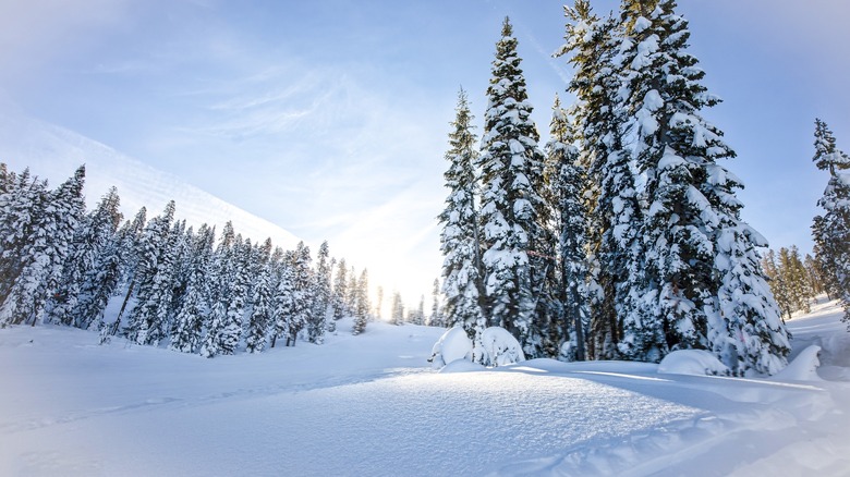 a field of snow