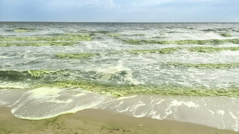 Phytoplankton in the ocean