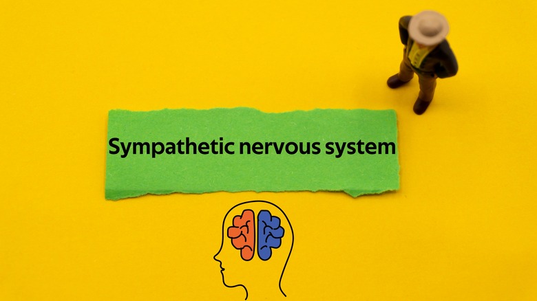 The sympathetic nervous system written out