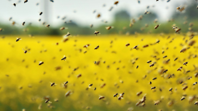 A swarm of bees with field in the background