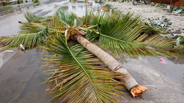 A severed palm tree