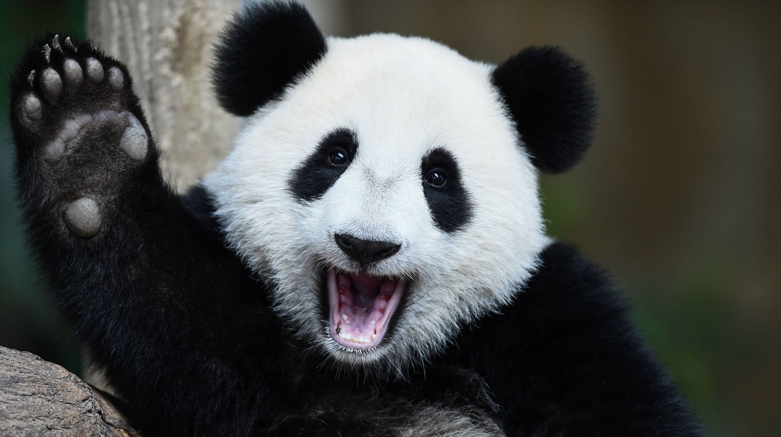 the-scientific-reason-why-vegan-pandas-are-so-round-and-cuddly