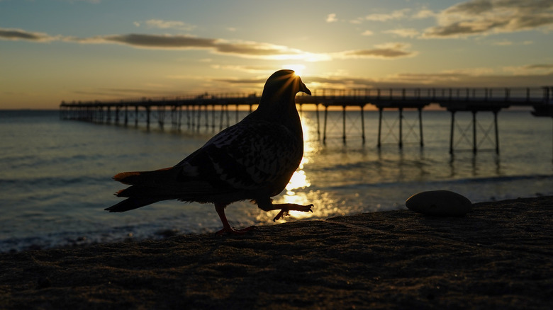 Bird by the ocean