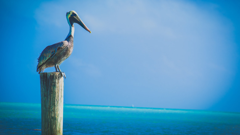 Pelican by the ocean