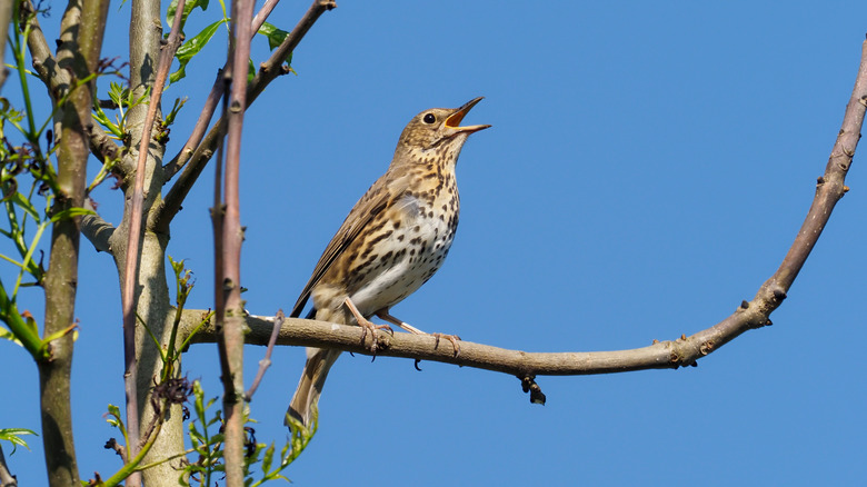 Bird singing