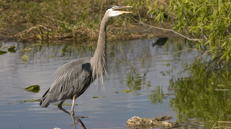 Heron calling