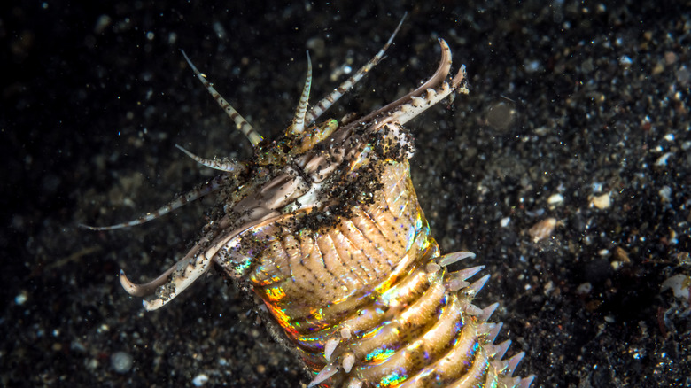 bobbit worm