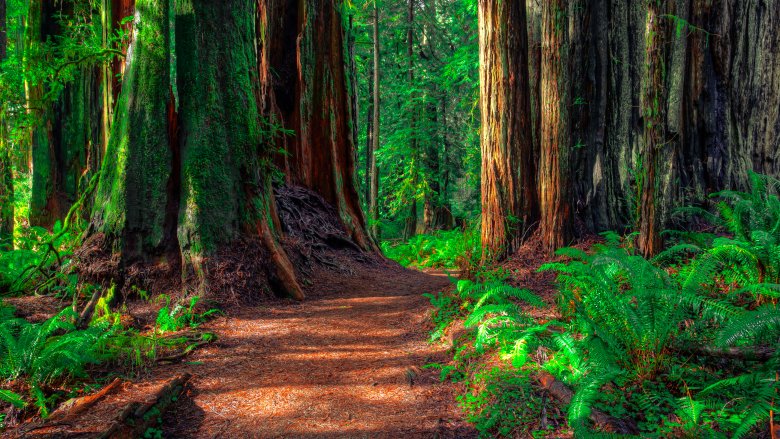 Redwood Forest 