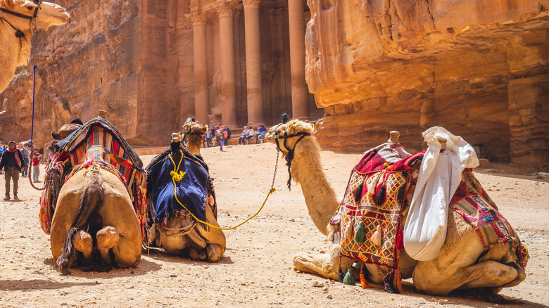 camels foreground petra