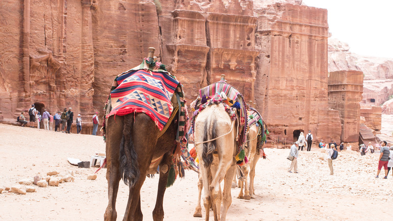 camels walking petra