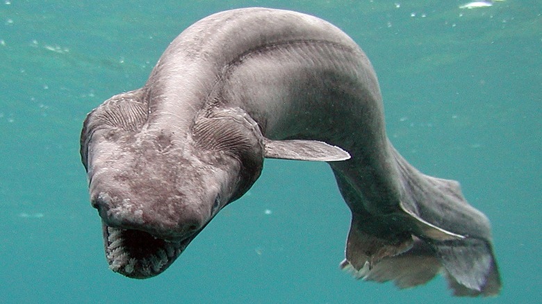 Frilled shark with an open mouth
