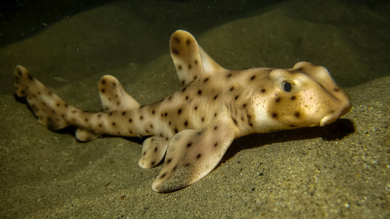 horn shark crawling along the sand underwater