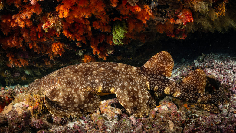 Ornate wobbegong