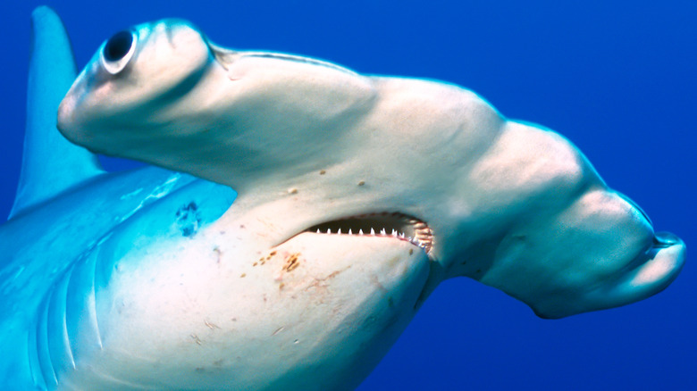 The Size Of These Hammerhead Sharks Will Keep You From The Water