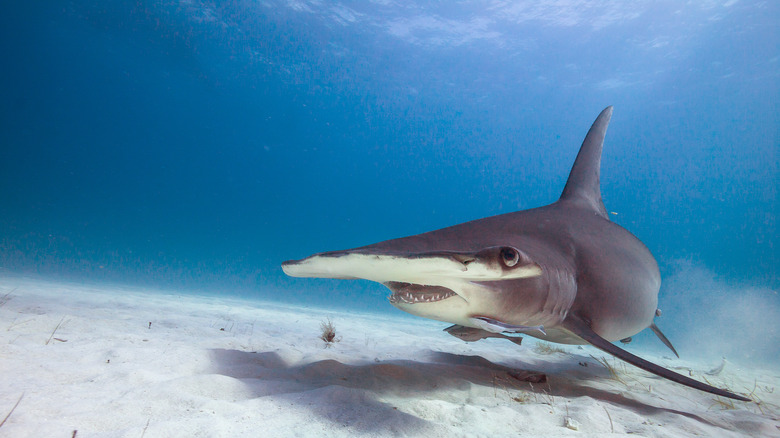 hammerhead shark at sea bed