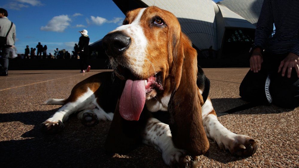 Basset hound