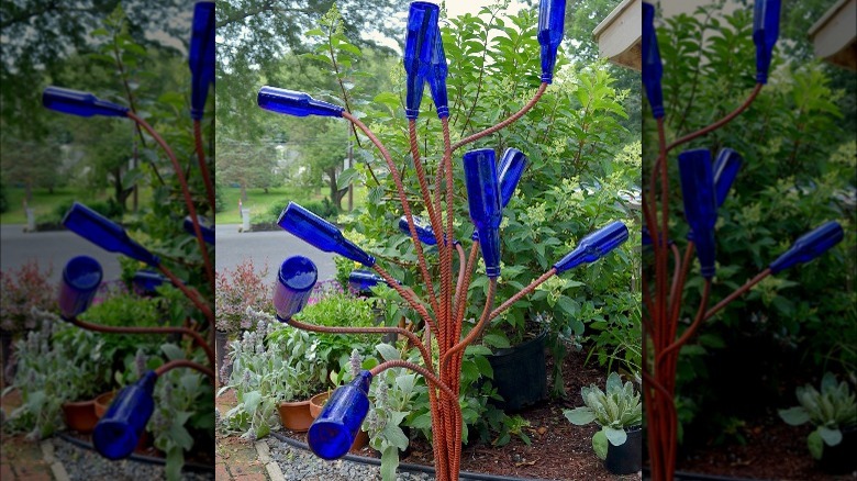 Blue bottle tree