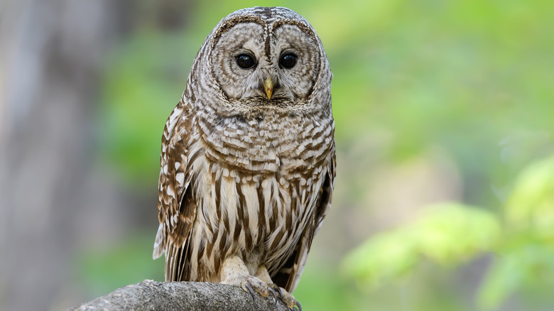 Barred owl on a branch